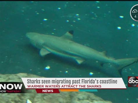 Shark migration comes early to Florida's coast