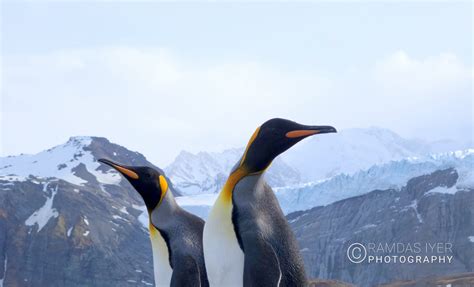 South Georgia Wildlife – Ramdas Iyer Photography