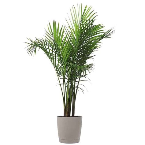 Indoor Palm Plants - 15 Best Types | Indoor Gardening