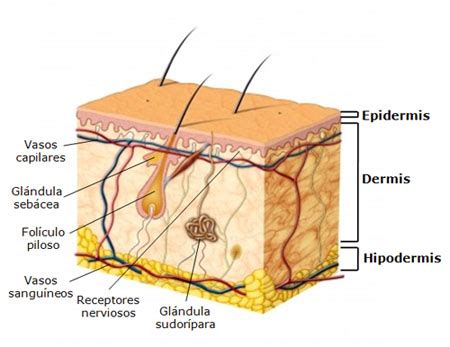 La estructura de la piel - Saludisima Aloe vera