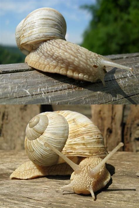 Roman snail (Helix pomatia) | Pet snails, Roman snail, Snail