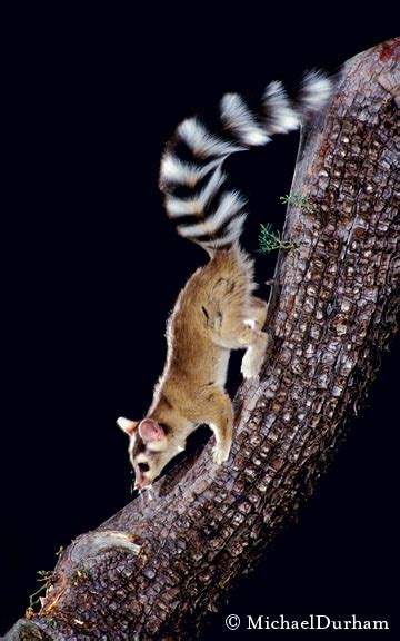 The Elusive Ringtail | | TPW magazine | April 2009