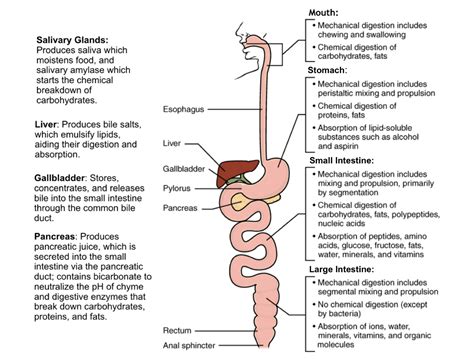 Where Does Starch Digestion Begin