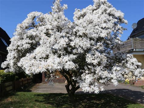 Sternmagnolie - Magnolia stellata - Baumschule Horstmann