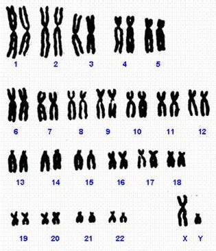 Cuantas Celulas Se Obtiene Como Resultado En La Mitosis - Compartir Celular