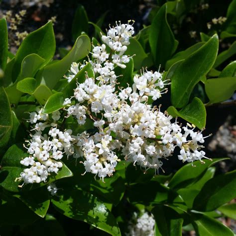 Ligustrum japonicum 'Texanum' - Waxleaf Privet - Mid Valley Trees