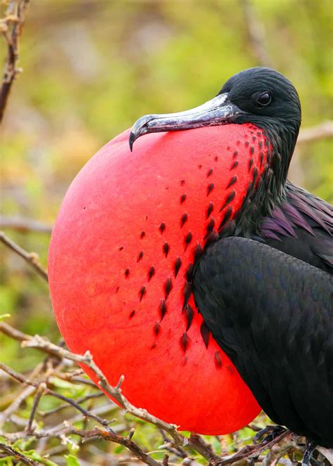 17 of the Weirdest Birds in the World (Photos, Facts, Videos...) | JustBirding