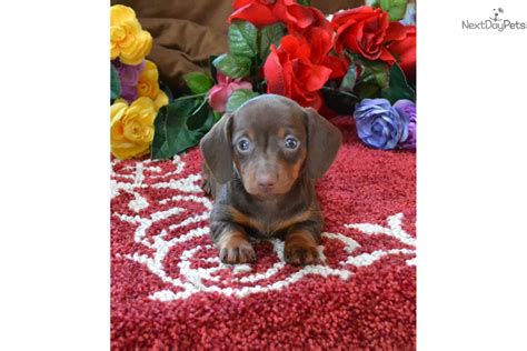 Chocolate/Tan: Dachshund, Mini puppy for sale near Spokane / Coeur D'alene, Washington ...