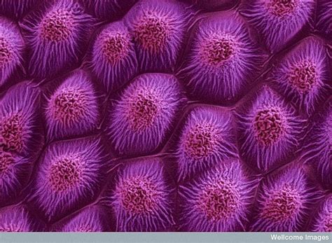 surface of a rose petal | Microscopic photography, Microscopic, Micro photography