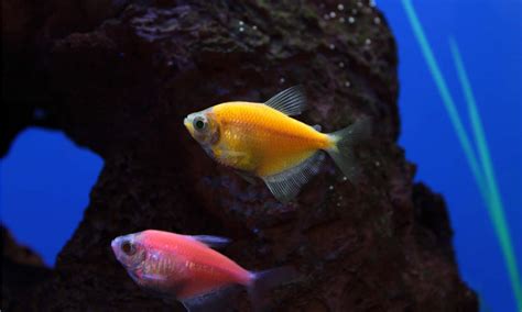 Pregnant Glowlight Tetra