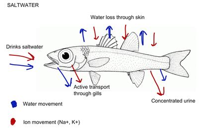 Evolution & Homeostasis Comparison - Biology