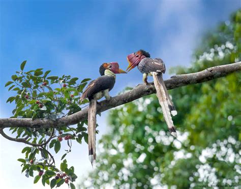 The Bizarre Helmeted Hornbill: An Endangered Species