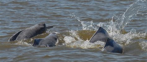 Amazon River dolphin - Whale & Dolphin Conservation USA