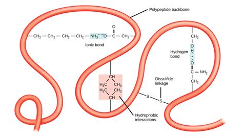 Protein Structure | Biology for Majors I