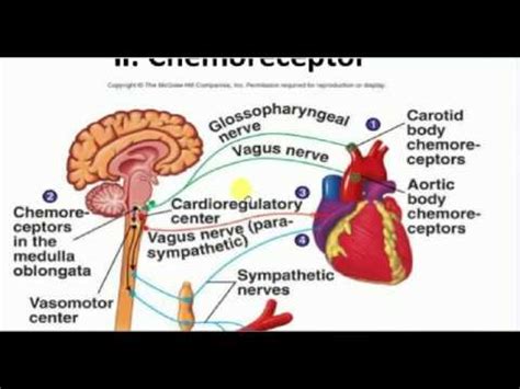 Physiology , 4 , CHEMORECEPTOR REFLEX - YouTube