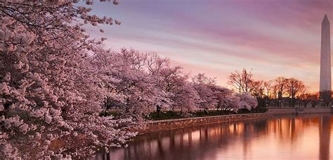 Washington: Cherry Blossom Tour | GetYourGuide