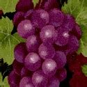 Through the Vine - Luscious Grapes on the Vine (Digital), Wine & Grapes, Elkabee's ...