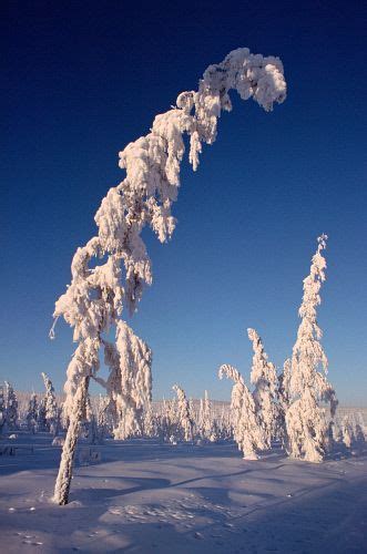 Winter Wonderland: Snowy Larch Trees in Verkhoyansk, Siberia