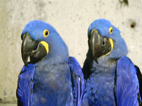 The Blues Brothers are mugging for the camera! These two blue cockatiels at the Phoenix Zoo look ...