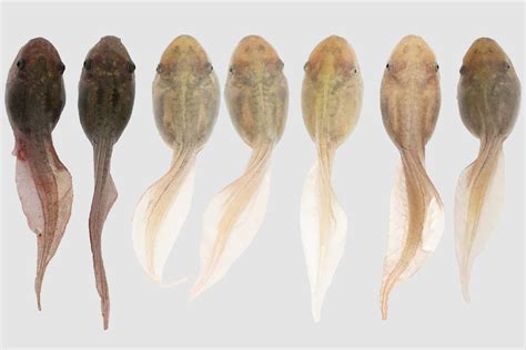 Tadpoles can change colour to blend in with their environment | New ...