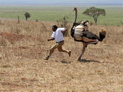 Are Ostriches Dangerous? (Reasons They Attack + How To… | Birdfact