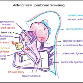 Spleen, colon, pancreas, diaphragm, splenocolic ligament, phrenosplenic ...