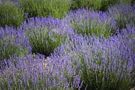 Flower Field of Lavender Royalty Free Photo