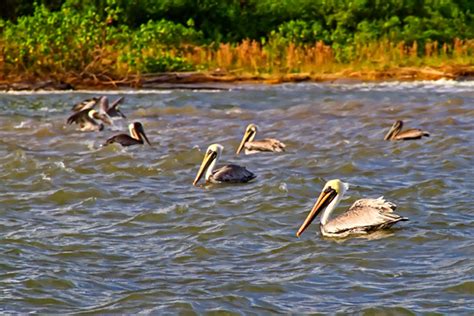 Wildlife - Nicaragua Tourism