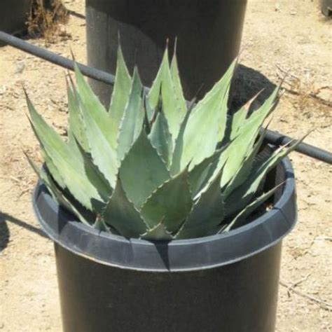 Parrys Agave | Star Nursery Garden and Rock Centers