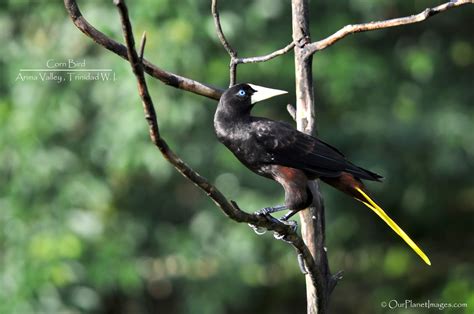 Crested Oropendola (Corn Bird), Trinidad