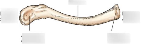 clavicle Diagram | Quizlet