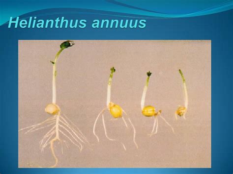 Testing of viability seeds