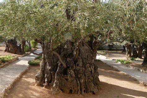 2000 years old Olive Tree. The Garden of Gethsemane, Jerus… | Flickr