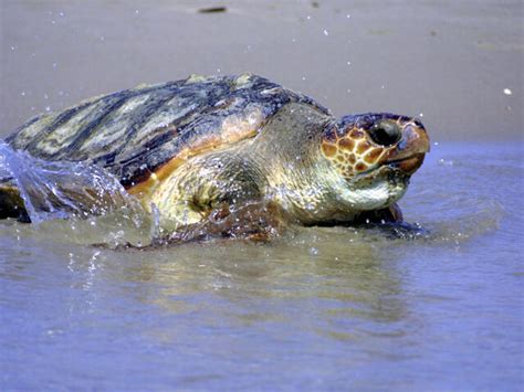 Loggerhead Turtle | Sea Turtles | Species | WWF