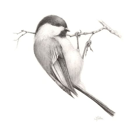 17+ chickadee drawing - NadiahLeeha