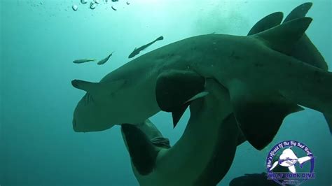 The only known recording of Grey Nurse Sharks mating in the Wolf Rock marine park!! - YouTube