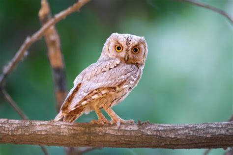 Pallid scops owl - Alchetron, The Free Social Encyclopedia