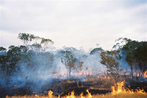 Aboriginal Burning Practices Meet Colonial Legacies in Australia