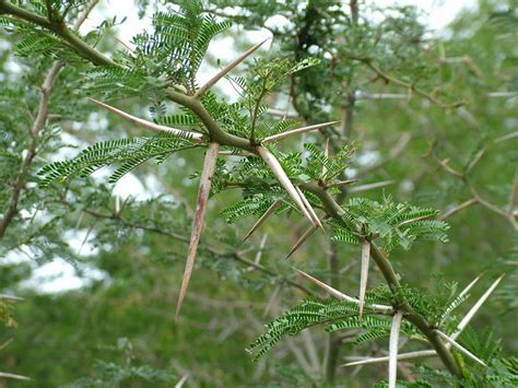 african thorn tree photo & image | plants, fungi & lichens, trees, nature images at photo community