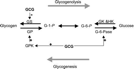 Glycogen - Biochemistry - Medbullets Step 1