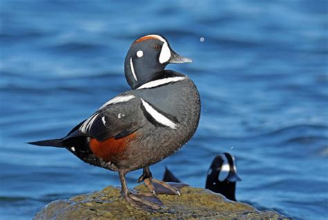 Harlequin Duck – Oregon Conservation Strategy