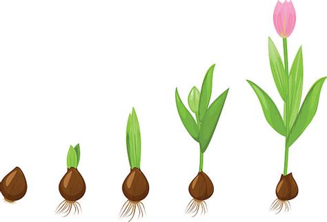 Tulip Growth Stages