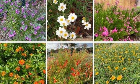 Top 10 Drought Tolerant Perennials for Texas - Native Backyards