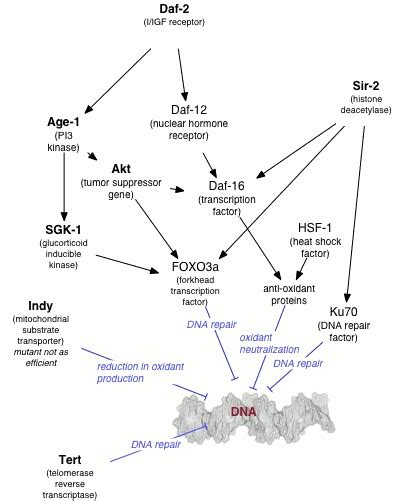 DNA repair - Wikipedia