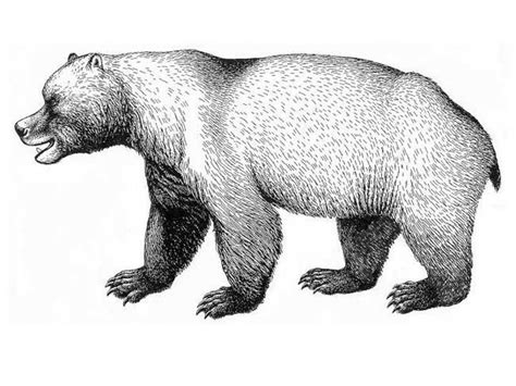 Huge Cave Bears: When and Why They Disappeared | Live Science