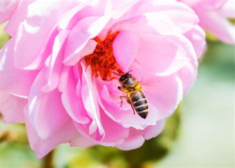 The Hidden Meaning Of Bee Symbolism - SymbolScholar