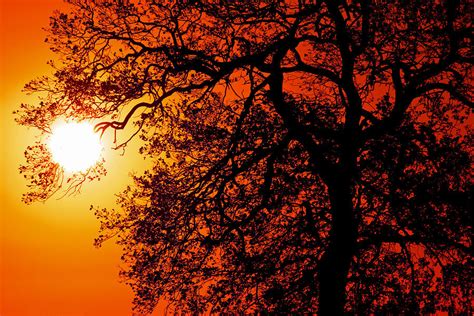 Sunrise Tree Silhouette Photograph by Darren Burroughs - Fine Art America