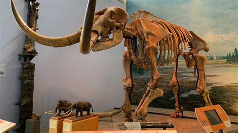 The Hyde Park mastodon, 13,000 + 20 years later — Paleontological Research Institution