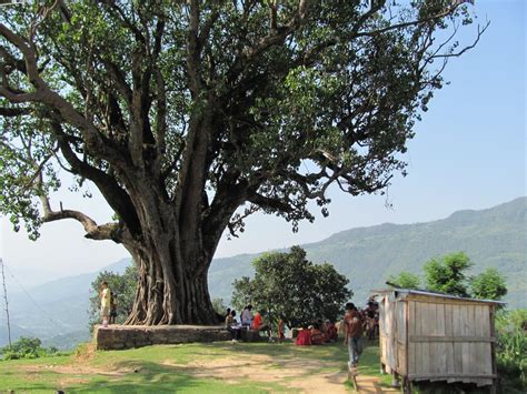 Pipal Tree Nepal | Watercolor landscape paintings, Landscape, Landscape paintings