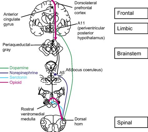 The balancing act: endogenous modulation of pain in functional gastrointestinal disorders | Gut